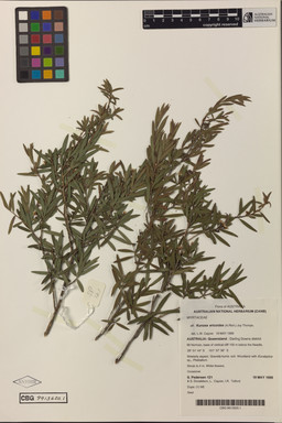 APII jpeg image of Kunzea ericoides  © contact APII