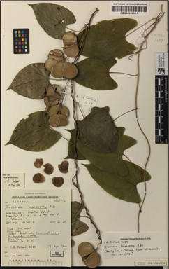 APII jpeg image of Dioscorea transversa  © contact APII