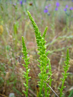 APII jpeg image of Microtis parviflora  © contact APII