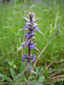 APII jpeg image of Ajuga australis  © contact APII