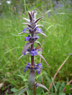 APII jpeg image of Ajuga australis  © contact APII