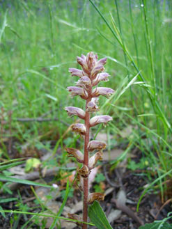 APII jpeg image of Orobanche minor  © contact APII