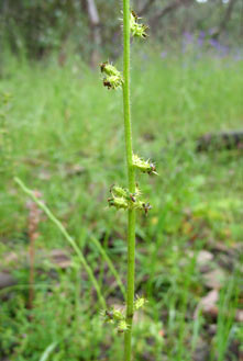 APII jpeg image of Acaena echinata  © contact APII