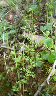 APII jpeg image of Cheilanthes sieberi  © contact APII