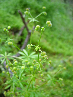 APII jpeg image of Galium aparine  © contact APII