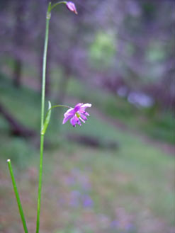 APII jpeg image of Arthropodium minus  © contact APII