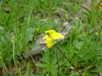 APII jpeg image of Goodenia pinnatifida  © contact APII