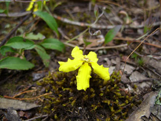 APII jpeg image of Goodenia hederacea subsp. hederacea  © contact APII