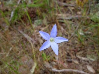 APII jpeg image of Wahlenbergia stricta  © contact APII