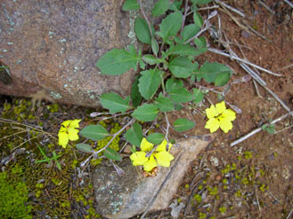 APII jpeg image of Goodenia hederacea subsp. hederacea  © contact APII