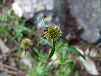 APII jpeg image of Euchiton sphaericus  © contact APII