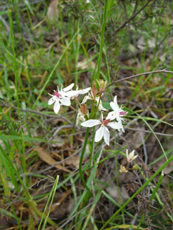 APII jpeg image of Burchardia umbellata  © contact APII