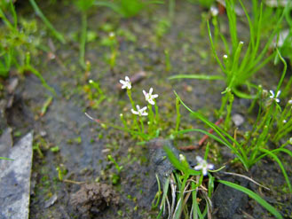 APII jpeg image of Stylidium despectum  © contact APII