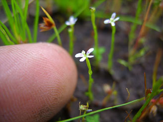 APII jpeg image of Stylidium despectum  © contact APII