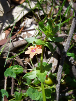 APII jpeg image of Lysimachia arvensis  © contact APII