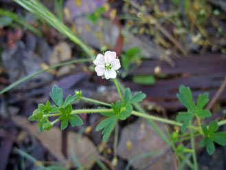 APII jpeg image of Geranium solanderi var. solanderi  © contact APII