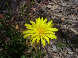 APII jpeg image of Microseris lanceolata  © contact APII