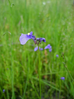 APII jpeg image of Utricularia dichotoma  © contact APII