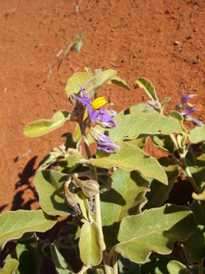 APII jpeg image of Solanum centrale  © contact APII