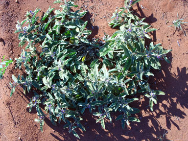 APII jpeg image of Solanum centrale  © contact APII