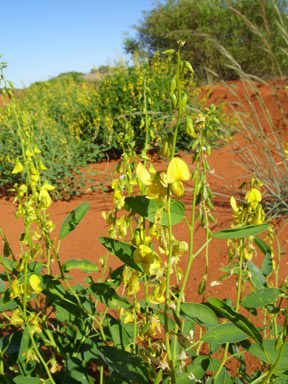 APII jpeg image of Crotalaria eremaea  © contact APII