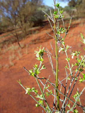 APII jpeg image of Spartothamnella teucriiflora  © contact APII