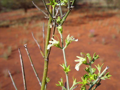 APII jpeg image of Spartothamnella teucriiflora  © contact APII