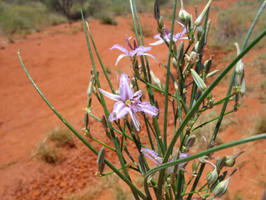 APII jpeg image of Thysanotus exiliflorus  © contact APII