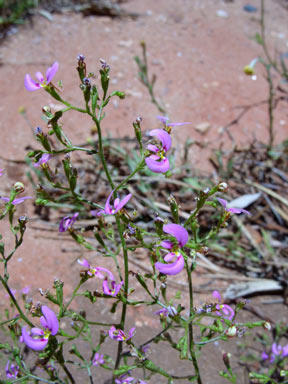 APII jpeg image of Stylidium inaequipetalum  © contact APII