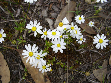 APII jpeg image of Brachyscome iberidifolia  © contact APII