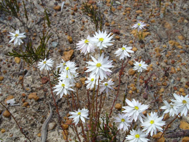 APII jpeg image of Rhodanthe chlorocephala subsp. rosea  © contact APII