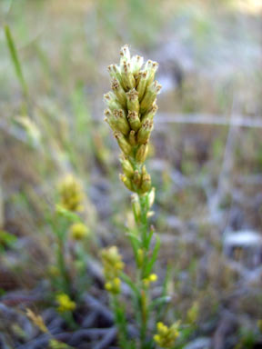 APII jpeg image of Rhodanthe spicata  © contact APII