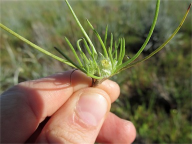 APII jpeg image of Myriocephalus rhizocephalus  © contact APII