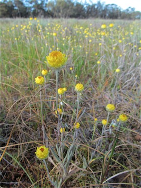 APII jpeg image of Leucochrysum molle  © contact APII