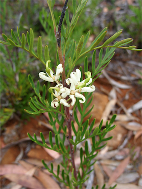 APII jpeg image of Lomatia polymorpha  © contact APII