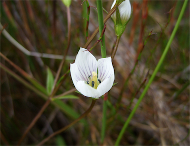 APII jpeg image of Gentianella diemensis subsp. diemensis  © contact APII