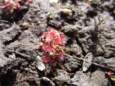 APII jpeg image of Drosera pygmaea  © contact APII