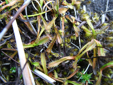 APII jpeg image of Drosera arcturi  © contact APII