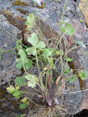 APII jpeg image of Ranunculus scapiger  © contact APII