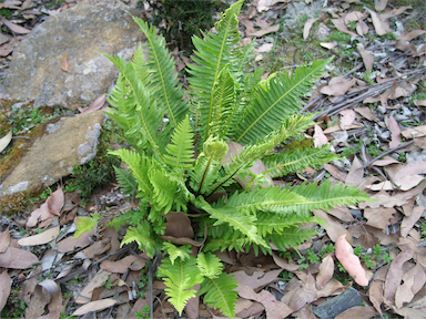 APII jpeg image of Blechnum nudum  © contact APII