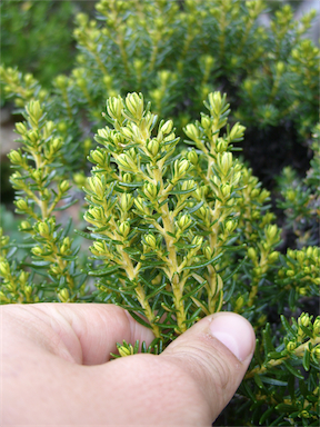 APII jpeg image of Ozothamnus ledifolius  © contact APII