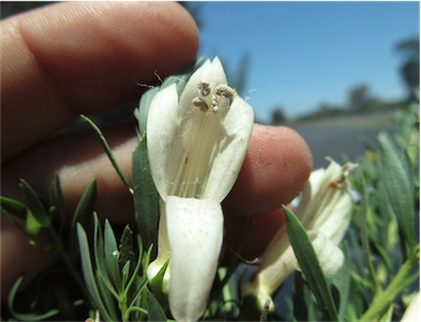 APII jpeg image of Eremophila maculata subsp. maculata  © contact APII