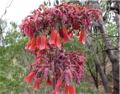 APII jpeg image of Bryophyllum delagoense  © contact APII