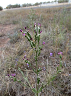 APII jpeg image of Centaurium tenuiflorum  © contact APII