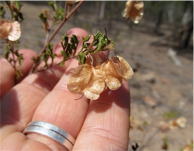 APII jpeg image of Dodonaea boroniifolia  © contact APII