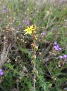 APII jpeg image of Bulbine alata  © contact APII