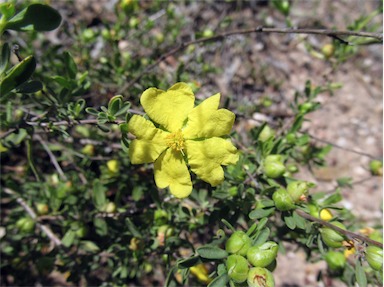 APII jpeg image of Hibbertia  © contact APII