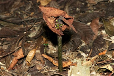 APII jpeg image of Amorphophallus galbra  © contact APII