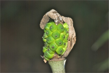 APII jpeg image of Amorphophallus galbra  © contact APII