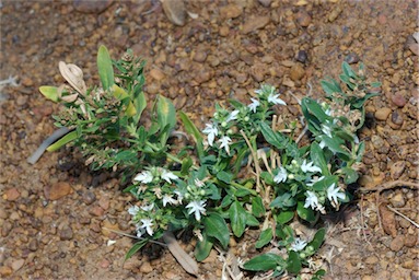 APII jpeg image of Teucrium integrifolium  © contact APII